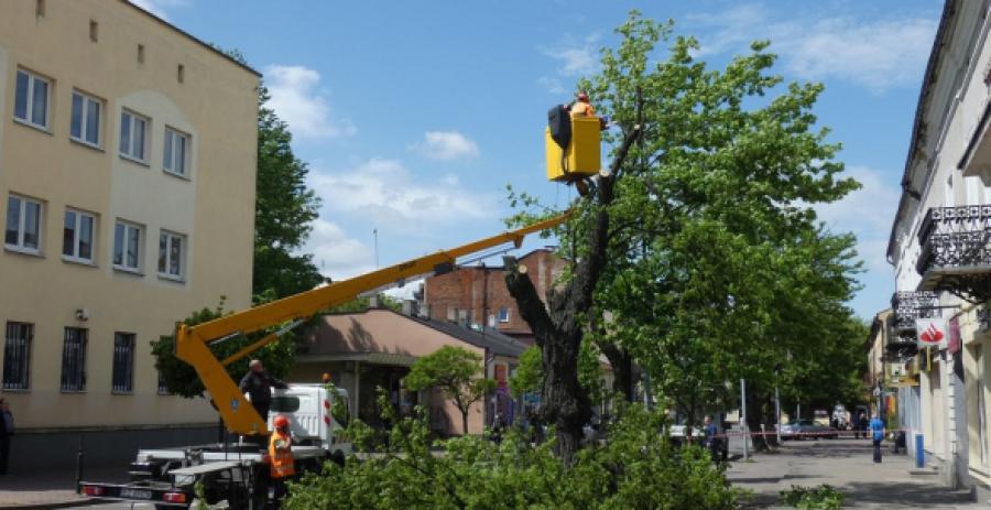 [Komentarz] O krótkowzroczności, drzewach i piewcach betonu