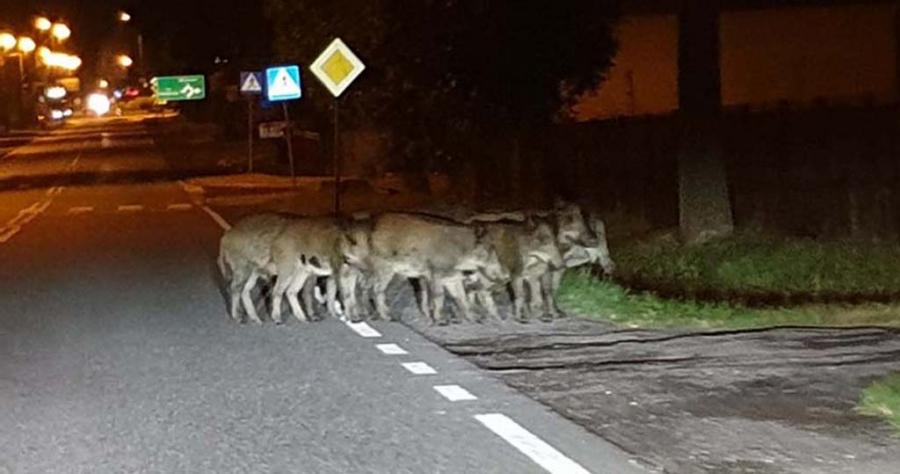 Dziki wchodzą do Radomska. Stado na Brzeźnickiej, wcześniej na św. Rozalii
