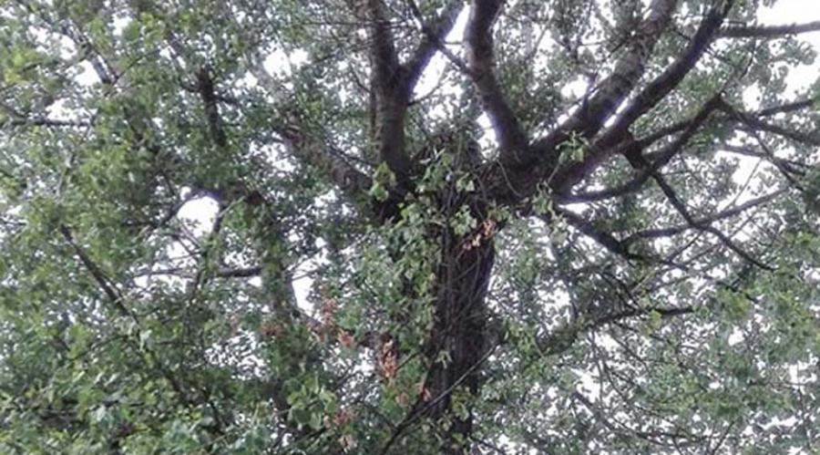 Jeszcze jedna topola pod ochroną? Tym razem chce tego parafia