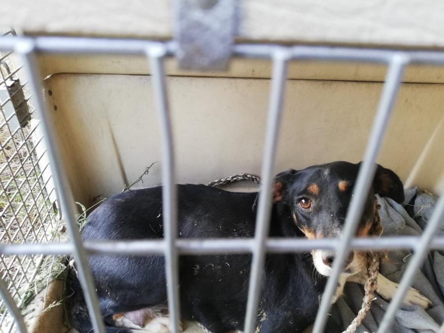 Nawet 3 lata za porzucenie psa. Tyle grozi 34-latce z gminy Wielgomłyny