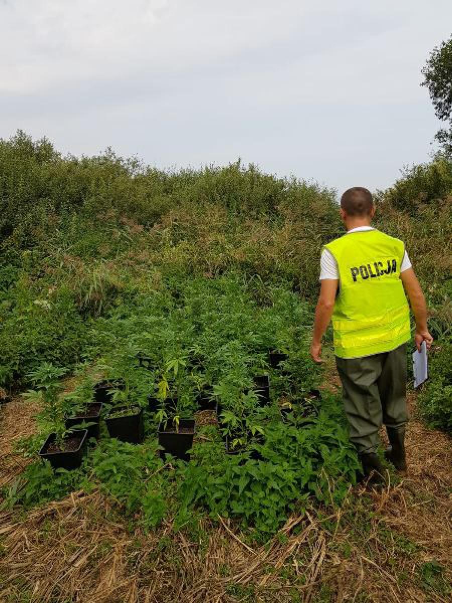 Trzy plantacje marihuany w gminie Kamieńsk
