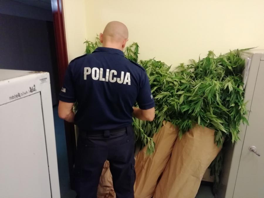 Policjanci zlikwidowali kolejną plantację narkotyków