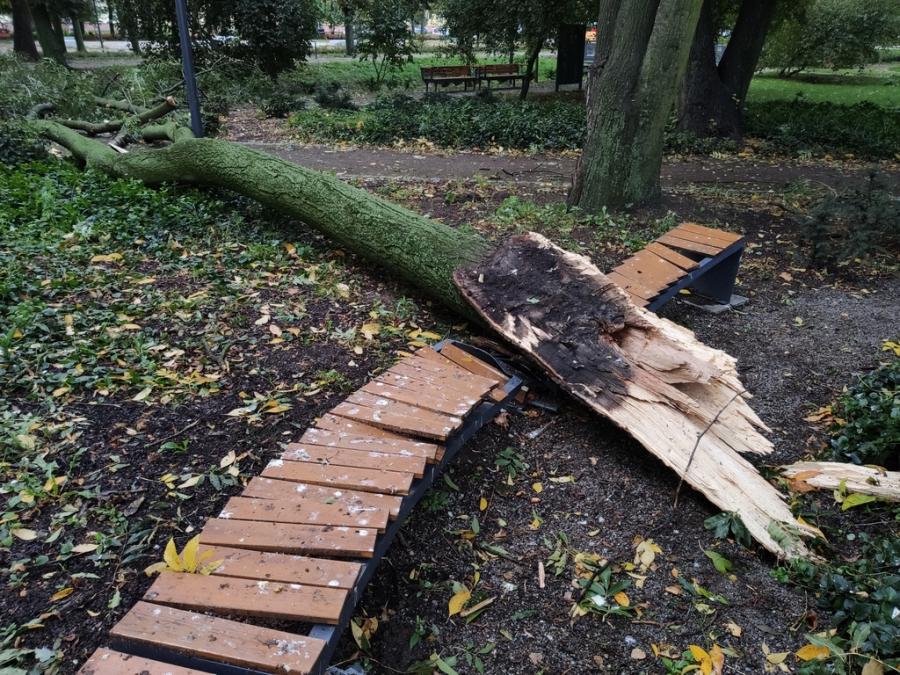 Wczoraj mocno powiało, dzisiaj trzeba uprzątnąć połamane drzewa w parku