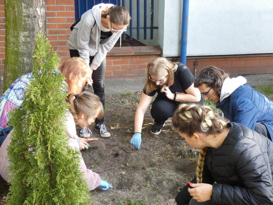 Zasadzono krokusy koło pomnika