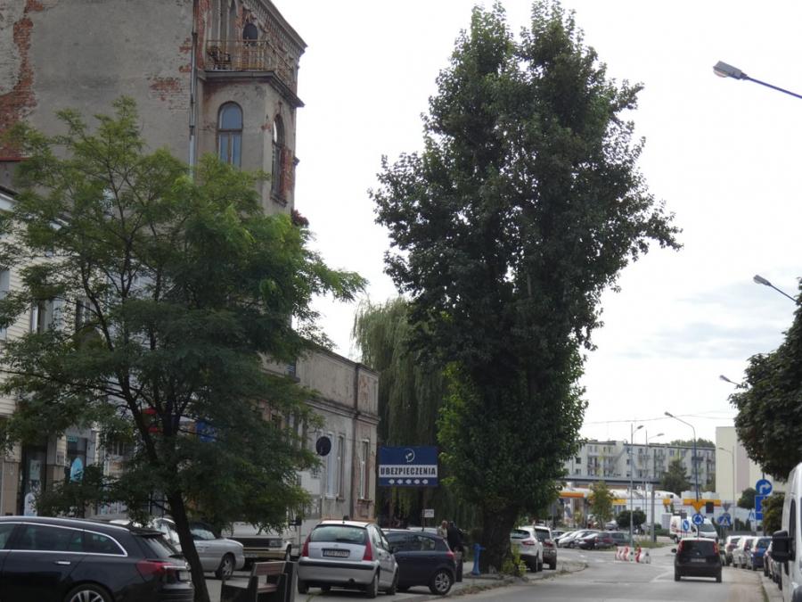 Miasto wytnie ostatnią topolę berlińską przy Żeromskiego. Prezydent zdecydował