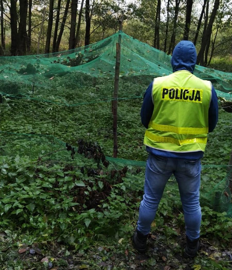 Plantacja marihuany, awantura po zażyciu, narkotyki 