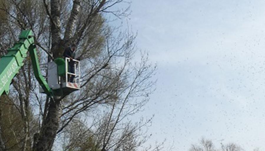 Wypadek podczas pielęgnacji drzewa. Dendrolog w szpitalu