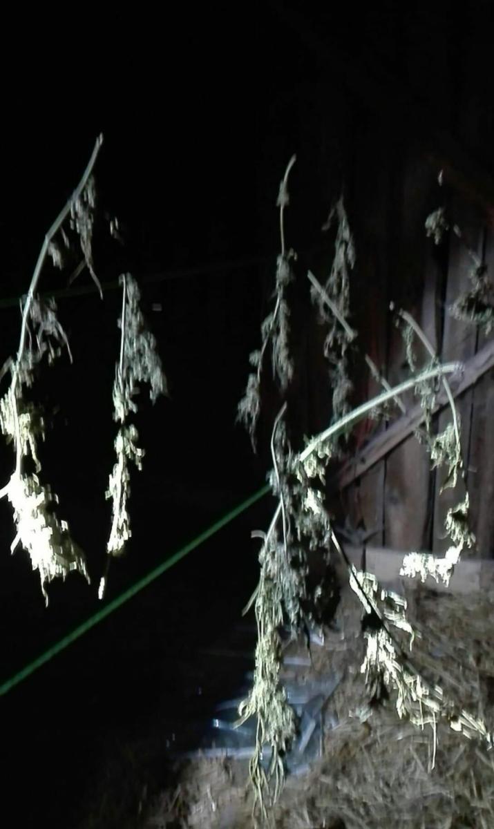 24-latek suszył marihuanę w stodole. Znaleziono prawie pół kilograma