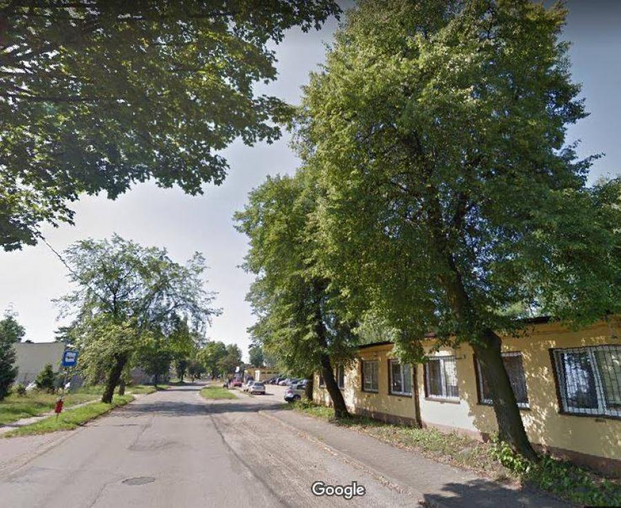 To będzie największa rzeź drzew w historii miasta. 82 zdrowe sztuki na Rozalce zostaną wycięte
