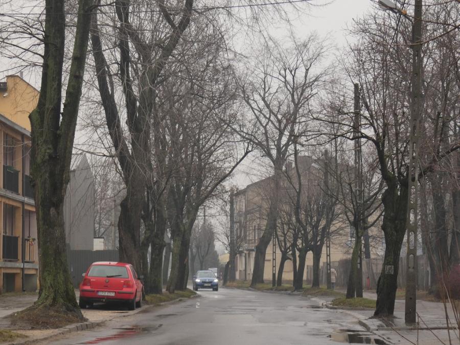 Rzeź drzew przy św. Rozalii. Jedni chcą, inni nie, pozostałych to nie obchodzi