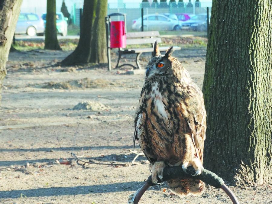 Sokolnik wraca do Radomska. Pamiętacie co się działo trzy lata temu?