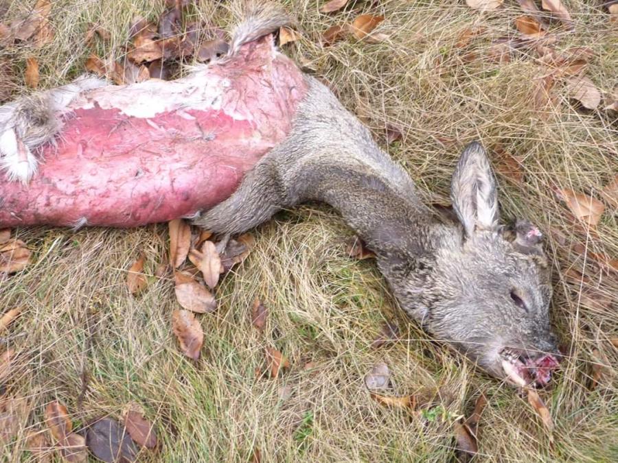 Uwaga! Zdjęcia są drastyczne! Skóry dzikich zwierząt na Suchej Wsi