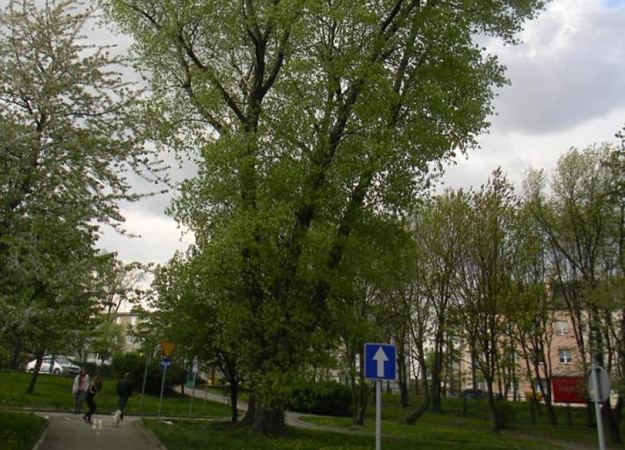 Przy Brzeźnickiej będzie pumptruck. Żadne drzewo nie zostanie wycięte