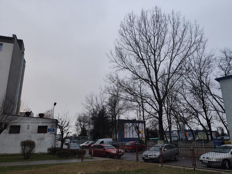 Jedno jest spróchniałe, drugie rośnie za blisko internatu, pięć za blisko wspólnoty
