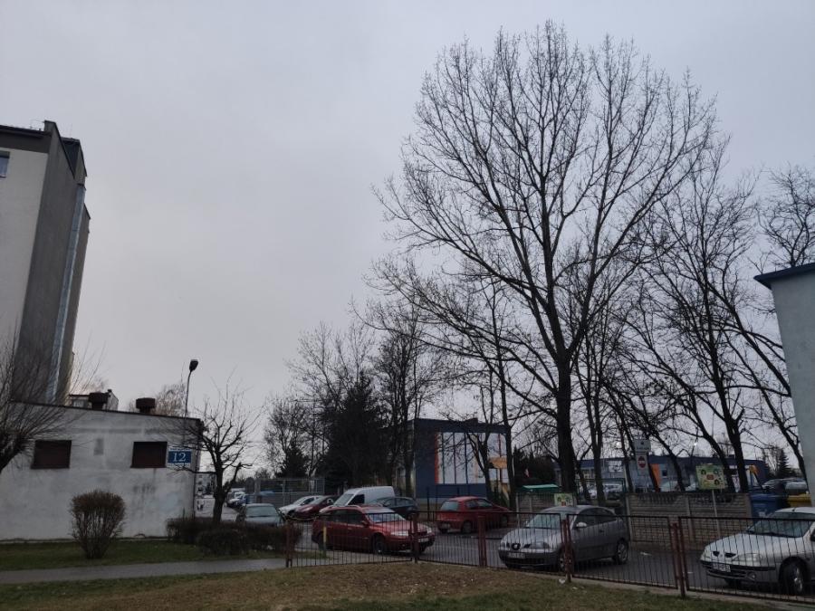 Dyrekcja SOSW nie ma pieniędzy na zwyżkę, więc zdrowe drzewo trzeba wyciąć