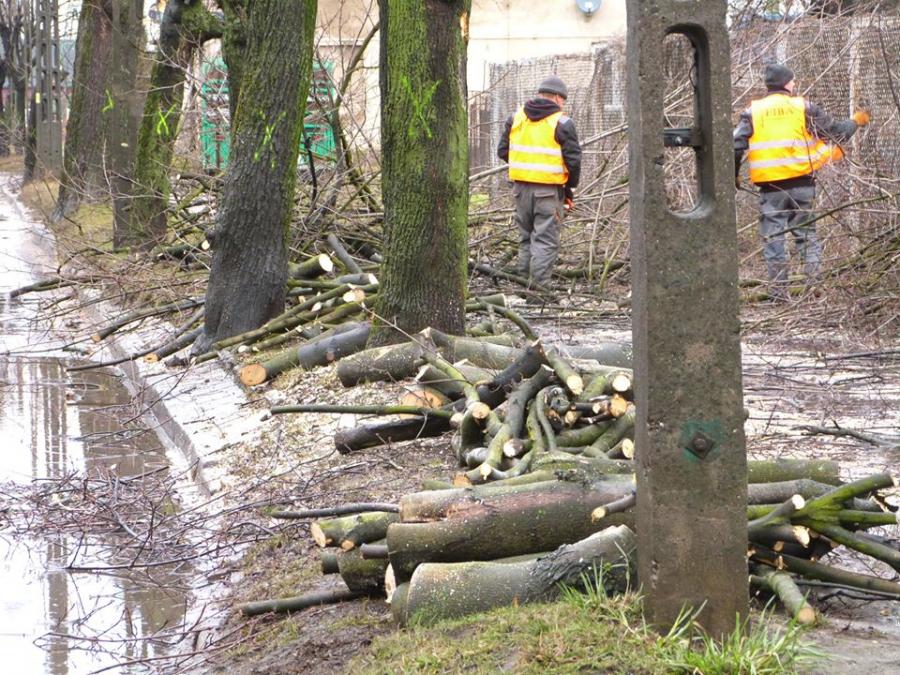 [ZDJĘCIA] Zaczęło się. Przy św. Rozalii trwa wycinka drzew