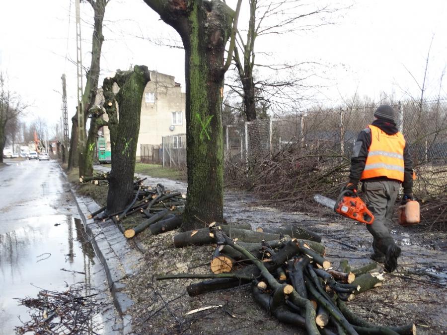 [FILM] Radomszczanin nagrał wycinkę drzew przy św. Rozalii