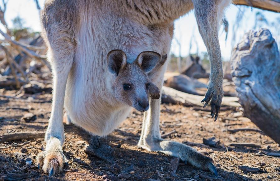 Radomszczanki szyły koszyki dla kangurów w Australii