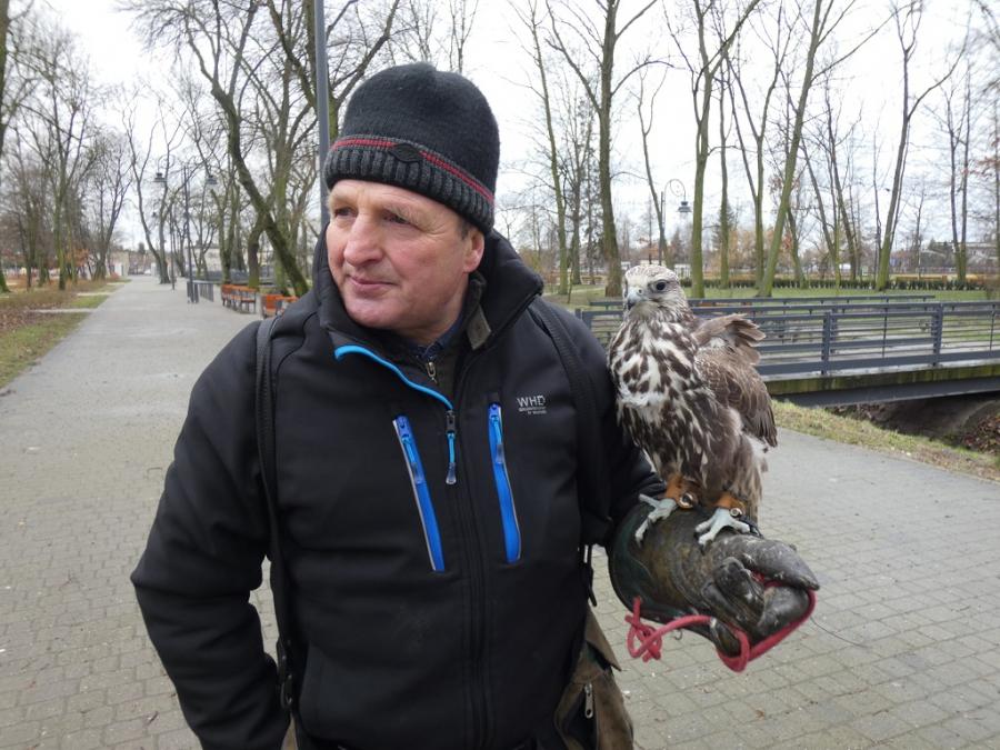[FILM] Sokolnik z Bełchatowa znów płoszy gawrony. Na chwilę