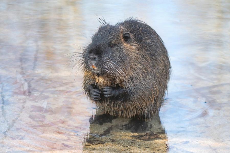 Nutria na wycieraczce przed wejściem do domu? W Silnicy to możliwe