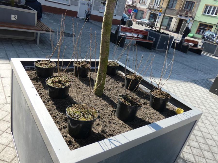 [ZDJĘCIA] Remont Reymonta: są już ławki, kosze i drzewa w donicach