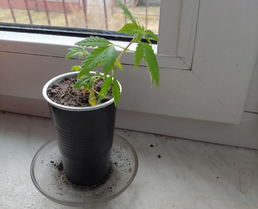 48-letni radomszczanin hodował marihuanę na parapecie. Grożą mu 3 lata