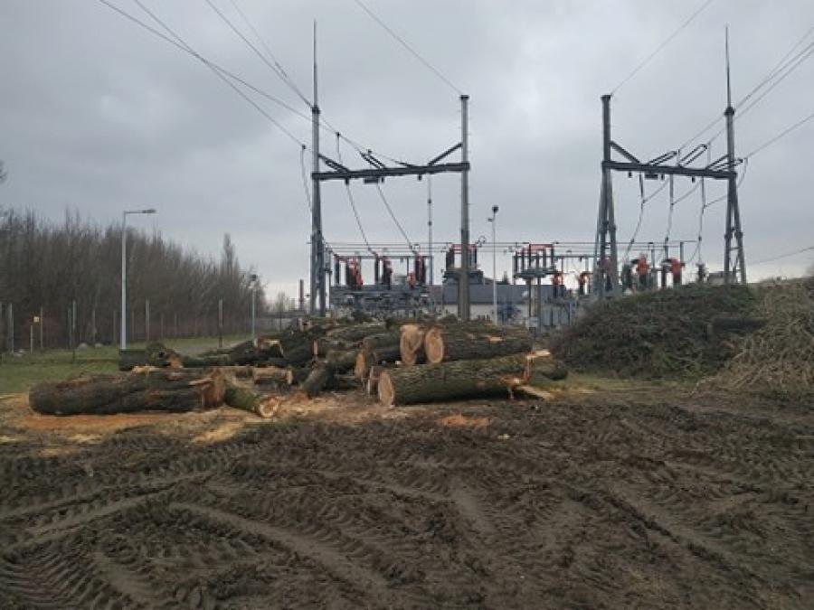 Topola przy św. Rozalii: unikalna, zdrowa, idealna pokrojowo. Przegrała