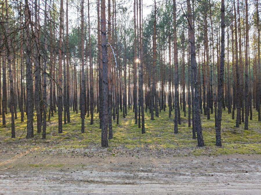 Wstęp do lasu od poniedziałku? Minister środowiska: bardzo możliwe