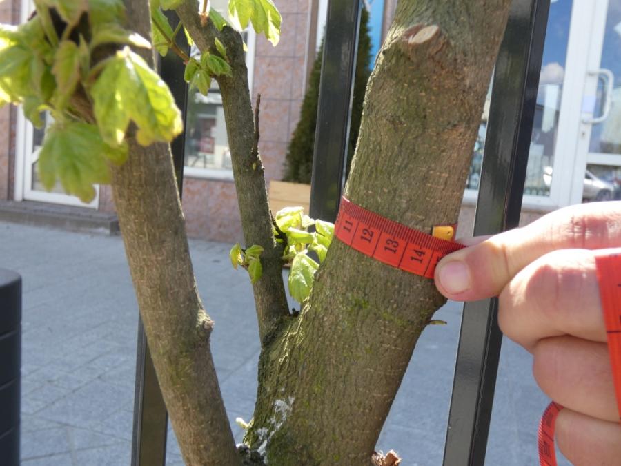 Przy Reymonta wykonawca posadził za małe drzewa. Urząd się pod tym podpisał