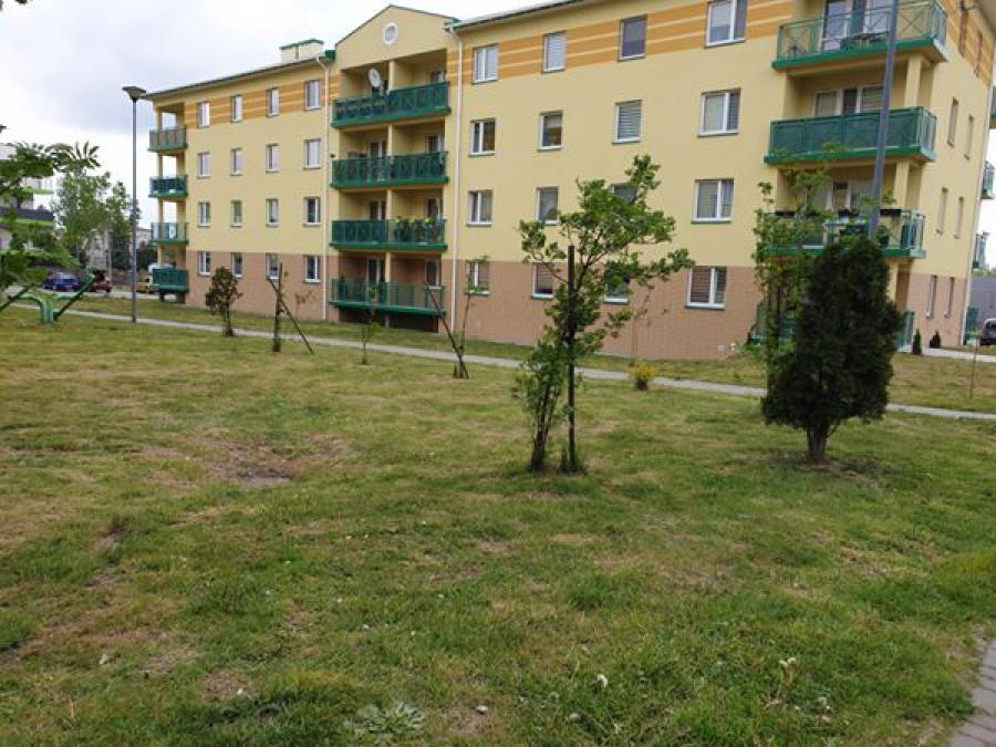 Kwietna łąka zamiast koszenia? To czysta oszczędność