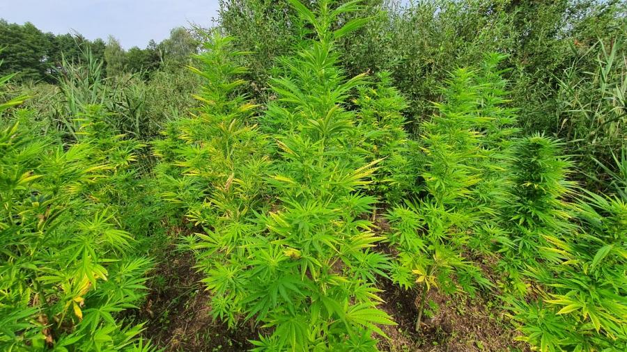 Policjanci wykryli plantację konopi. Teraz szukają „plantatorów”