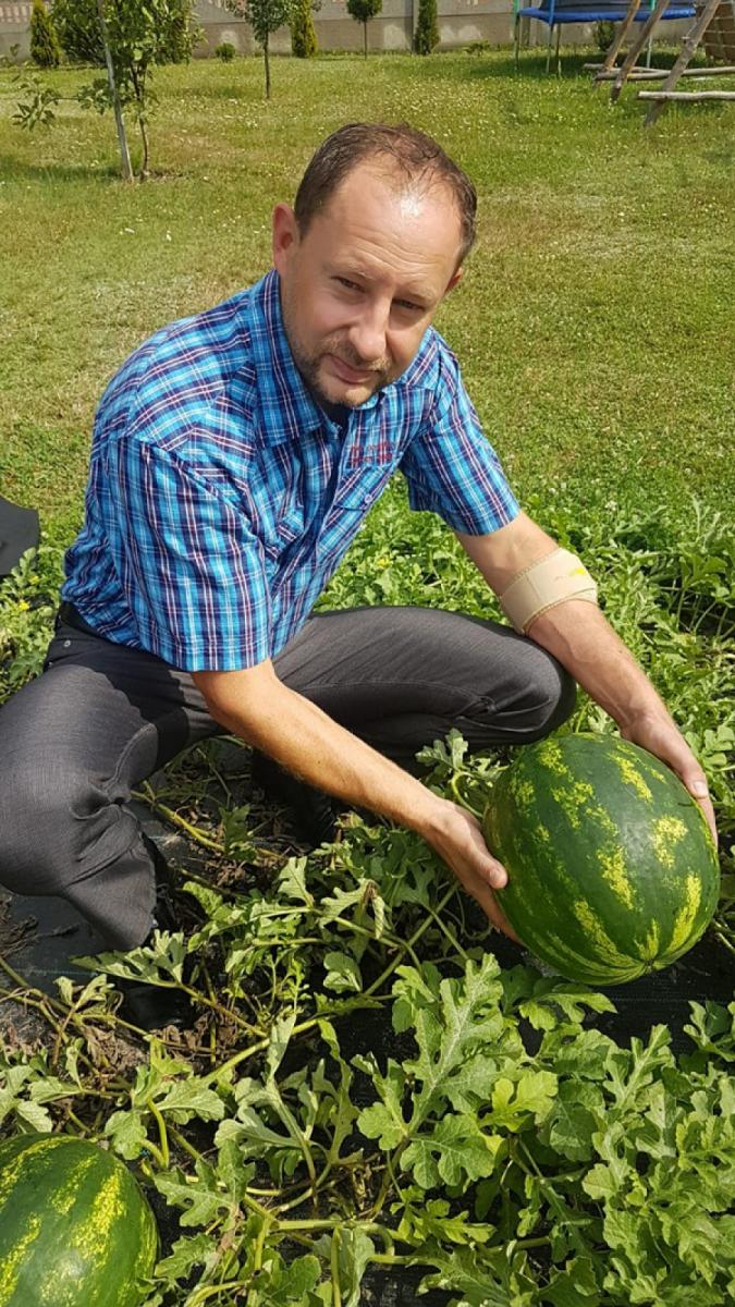 Hartowanie arbuza: jak Daniel Piętos wyhodował w polskich warunkach 10 kg warzywo