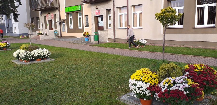 Rząd zamknął cmentarze, Agencja odkupiła chryzantemy. Dostały je m.in. stowarzyszenia