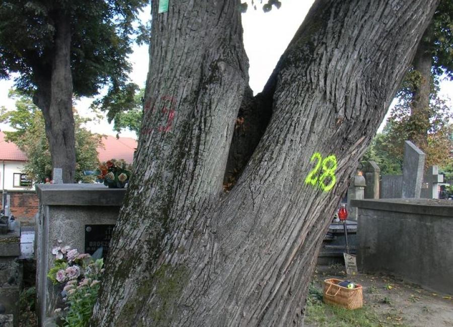 140-letnia lipa z Cmentarza Starego w Radomsku 1 grudnia przejdzie operację