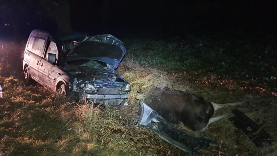 Zderzenie z łosiem. Dwaj mężczyźni odwiezieni do szpitala