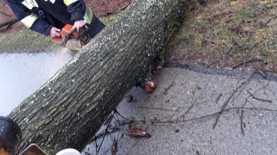 Czwartkowa wichura powaliła drzewa w powiecie. Strażacy szybko je usunęli