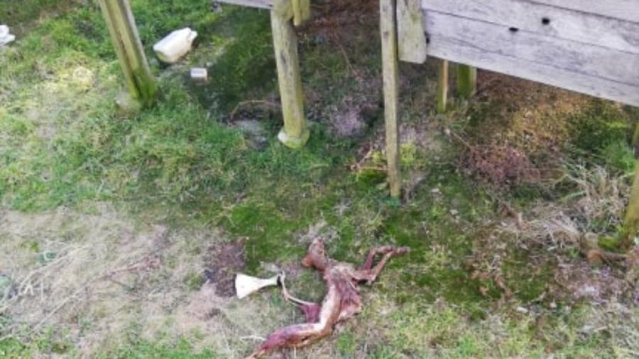 Szczątki martwych zwierząt znaleziono na opuszczonej fermie w Kietlinie