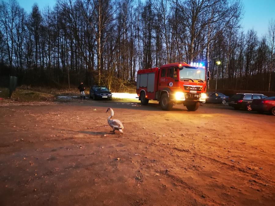 Strażacy z Kamieńska zajęli się łabędziem. Potem przekazali go lekarzowi weterynarii