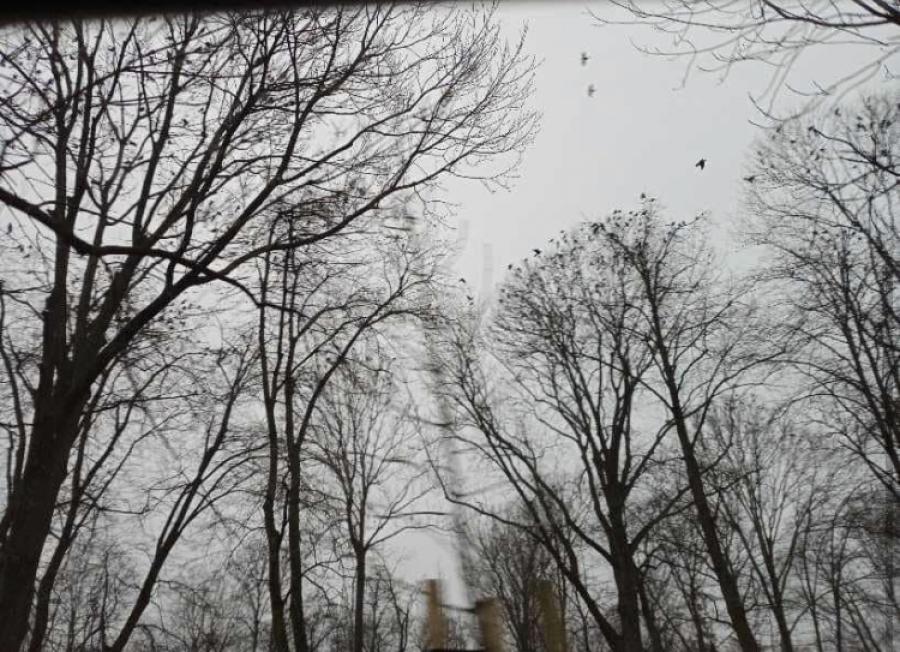 Sokolnik wyjechał, ptaki do Parku Świętojańskiego wróciły. „Kilka dni nie da efektu”