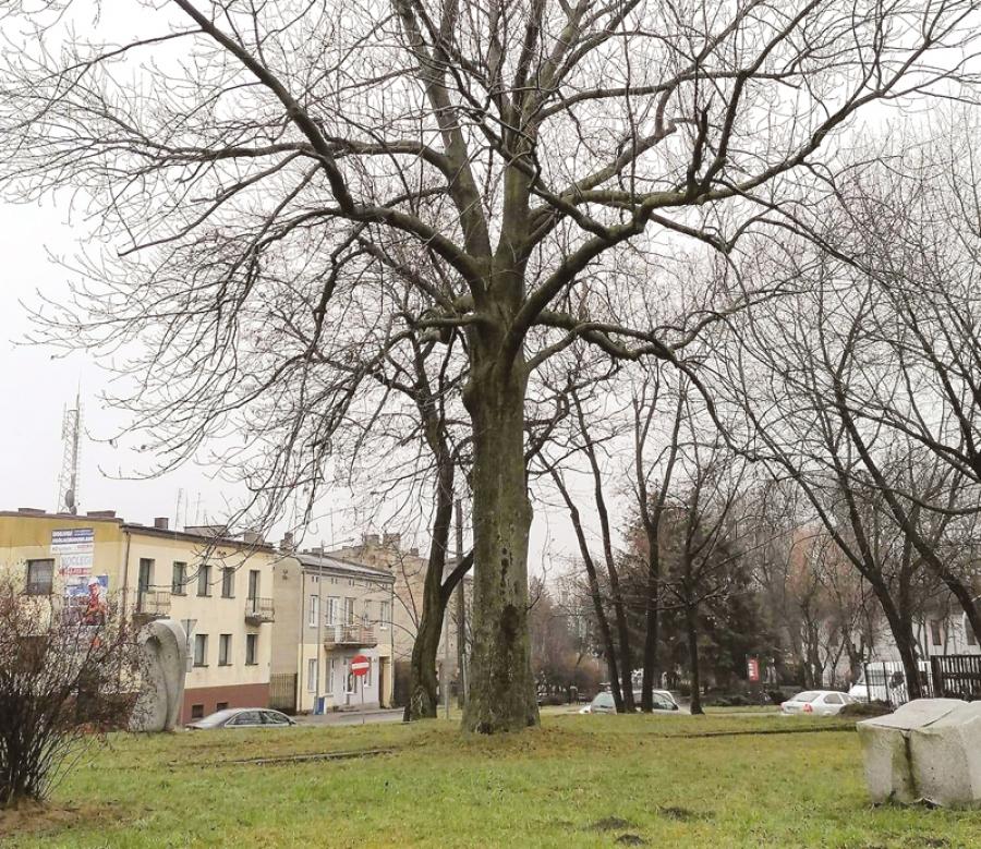 Zrzutka na jesion. „To jedyny sposób na Radomsko. Postawić urząd przed faktem dokonanym
