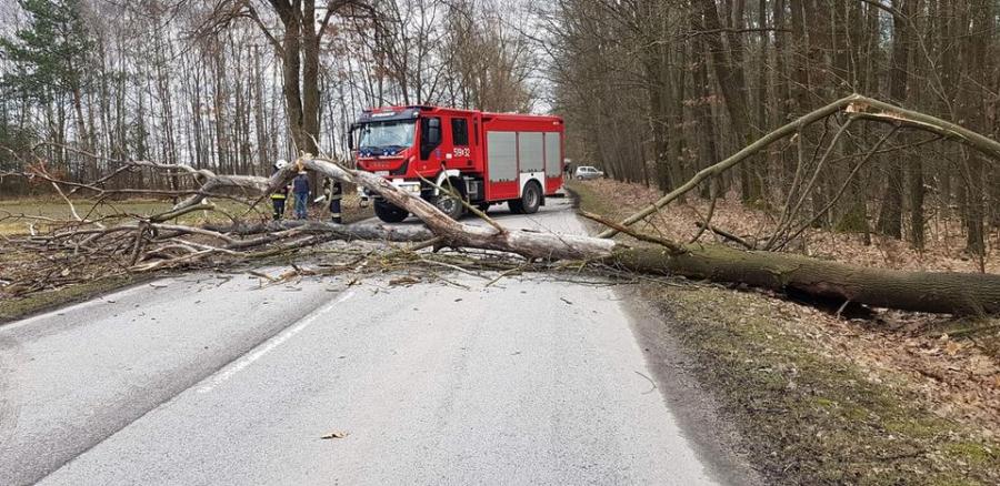 Powalone przez wiatr drzewo zatarasowało całą drogę. Strażacy na miejscu