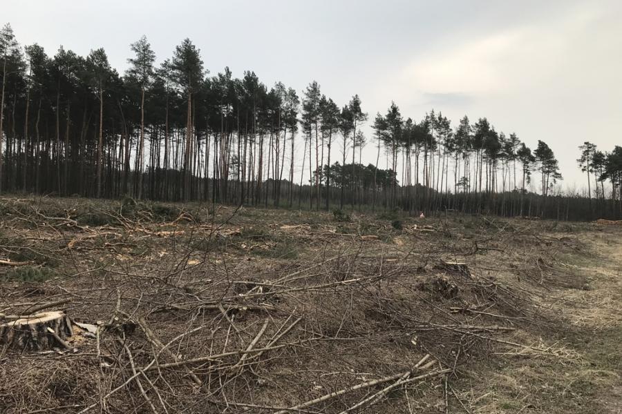 Wyręby lasów: Tną więcej czy tyle samo, co kiedyś? „Wszystko zgodnie z planem