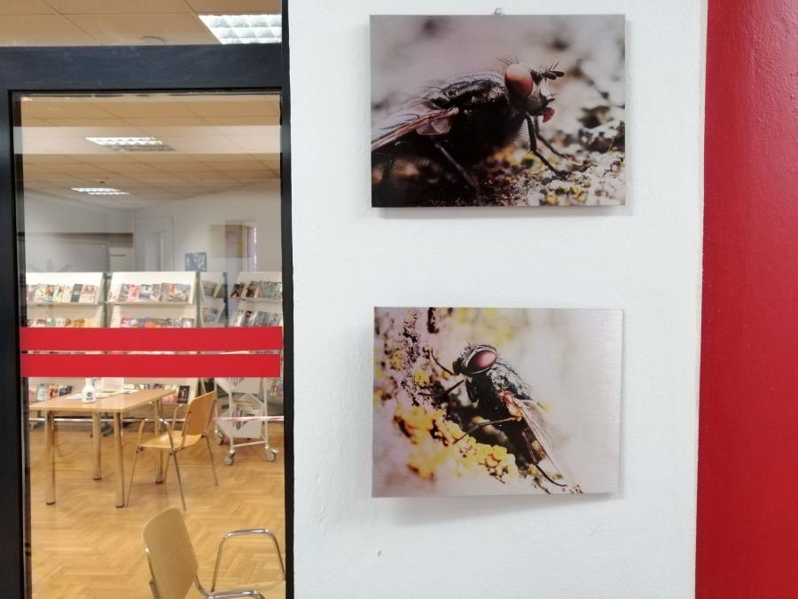 Wystawa makrofotografii Marcina Kwarty: mało kto wie, że fotografuję robaczki