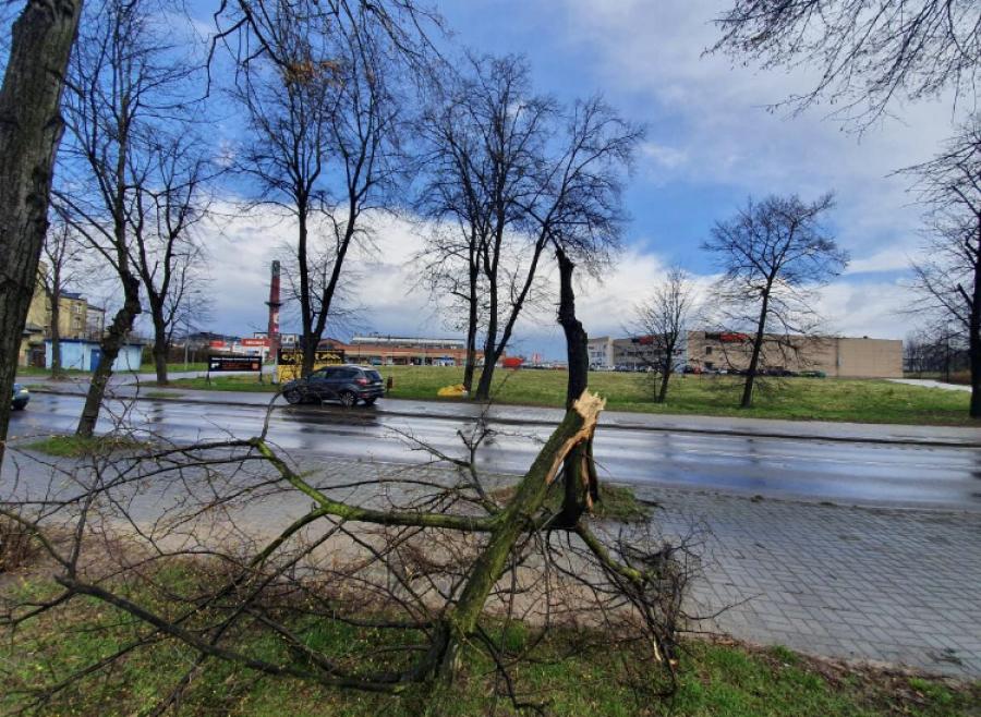 Na ul. Kościuszki złamało się drzewo i gałąź spadła na drogę. Potrzebna pielęgnacja