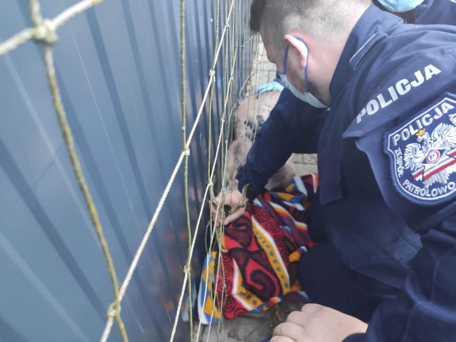 Młoda sarna weszła na jedną z posesji w Kamieńsku. Pomogli jej policjanci