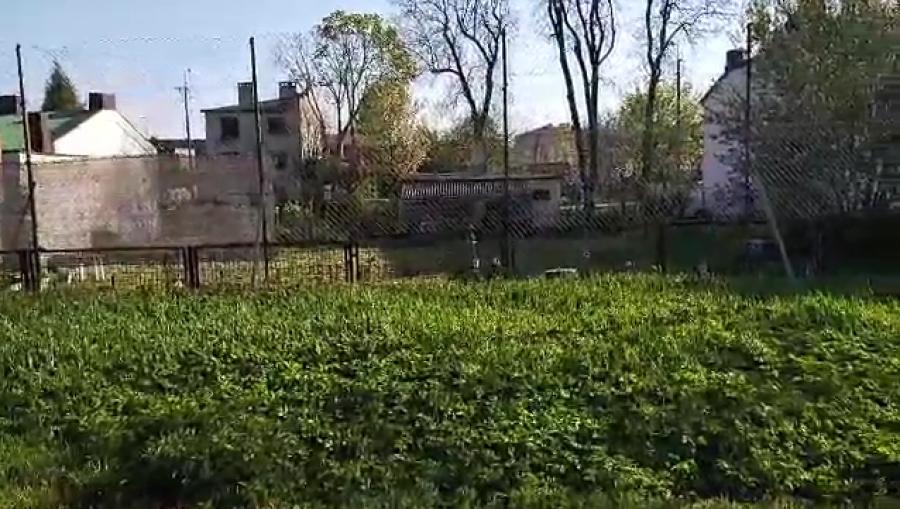 [Wideo] Jelonek biegał ulicami Radomska. Najpierw widziany był na Fabianiego