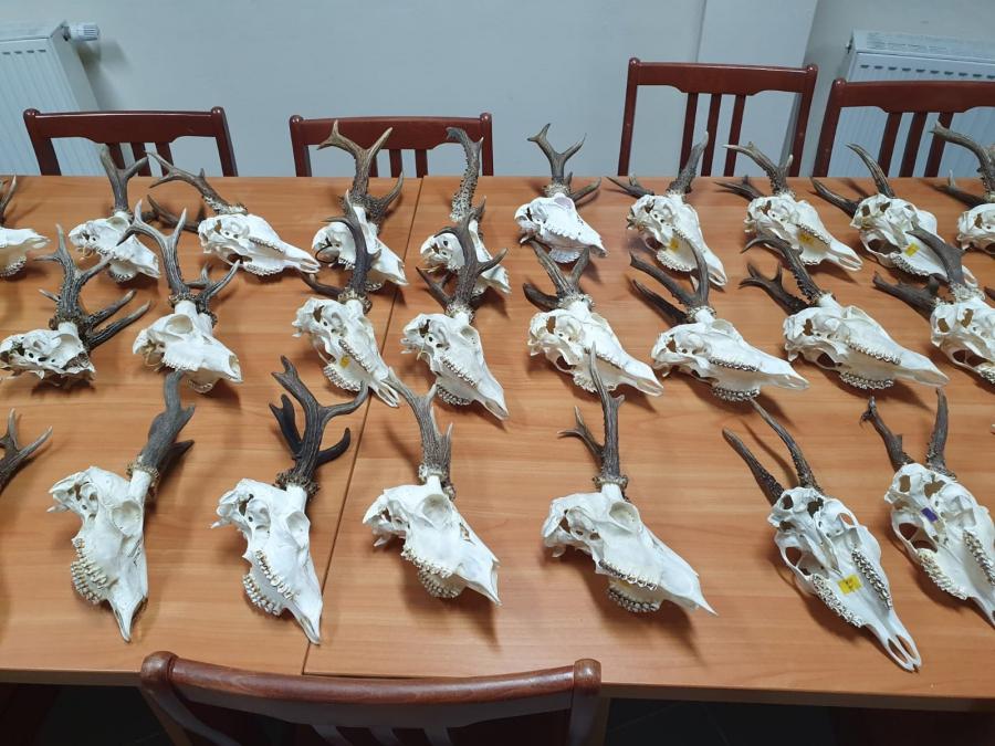 27-letni kłusownik zatrzymany przez policjantów z Kamieńska. Mężczyzna trzymał… żywego jastrzębia
