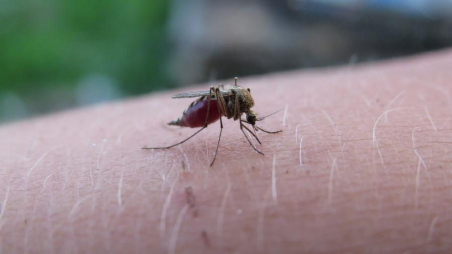 Znów będą odkomarzać Radomsko. Po zmroku unikajcie terenów zielonych