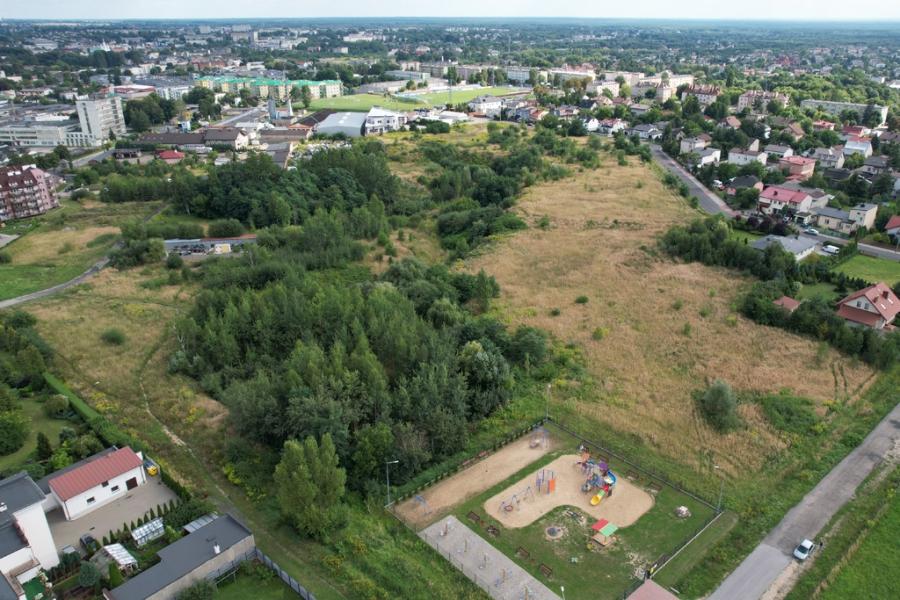 Idziemy betonowym szlakiem: 245 drzew do wycięcia na Kowalowcu