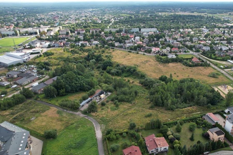 Radna Wośko zaprasza na spacer w obronie drzew. Miasto planuje wycinkę
